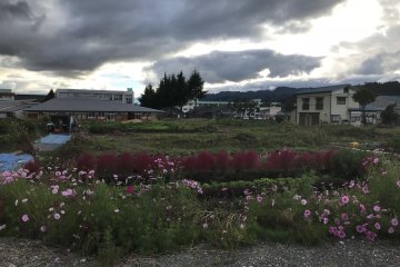 Cosmos and kochia fill a small vacant plot with color on a gloomy day