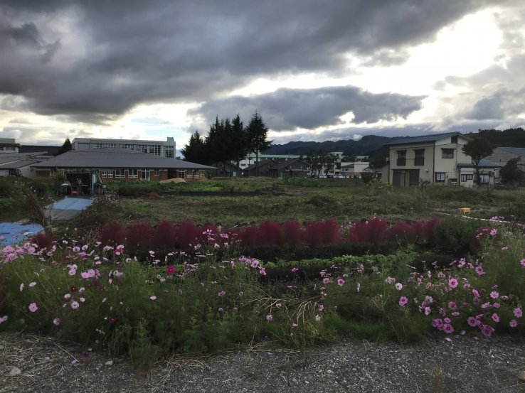 Cosmos and kochia fill a small vacant plot with color on a gloomy day