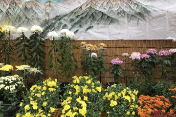Various types of chrysanthemum