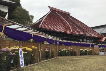 Chrysanthemum festival at Bishamondo Temple, Urasa