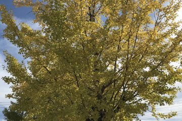 Ginkgo trees across from Urasa Station