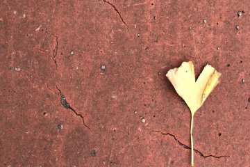 A lone fallen ginkgo leaf