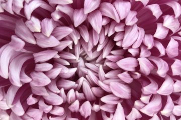 A chrysanthemum close up