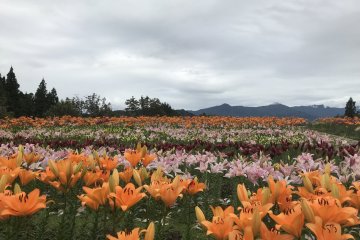 Lilies at Tsukioka Park