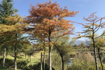 Autumn color at Yairo no Mori Park