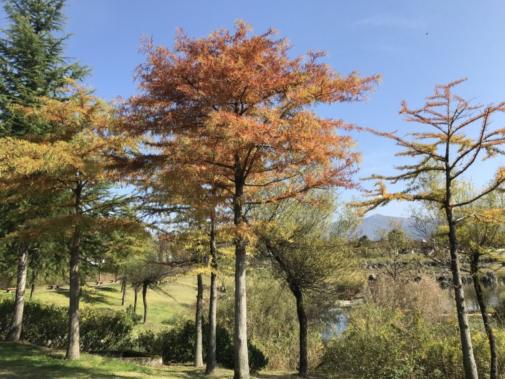 Autumn color at Yairo no Mori Park