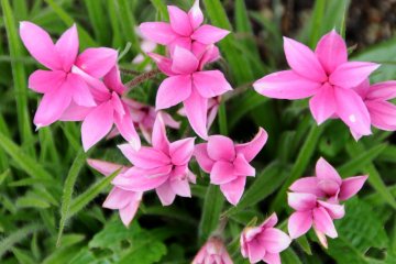 The locals brighten up this wonderful town with lots of flowers.
