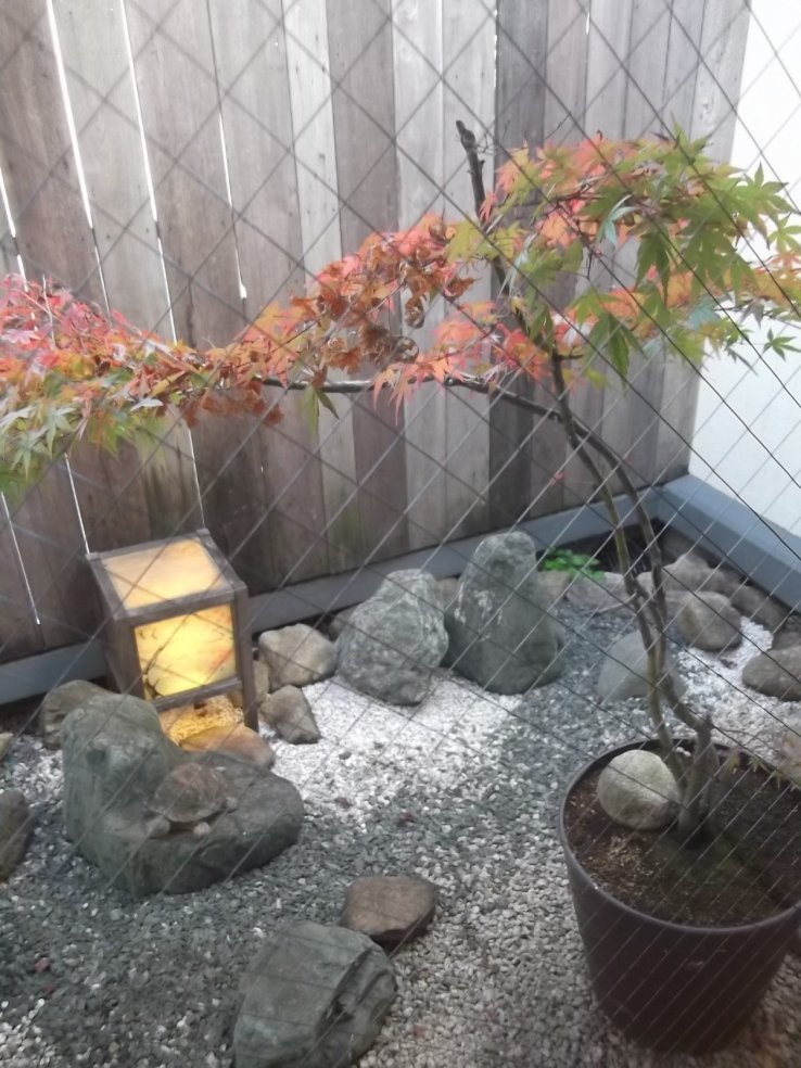 The tiny garden by the bathroom