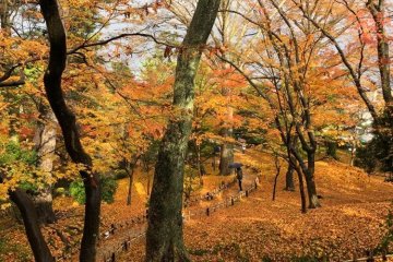 Beautiful autumn leaves