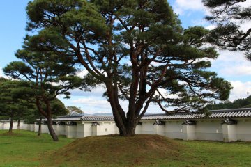A large pine greets you in the courtyard