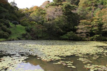 The peaceful garden pond