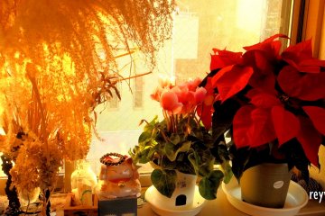 Celebrating the Lights of November