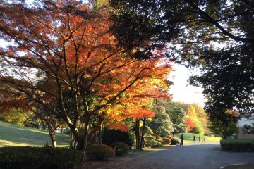 Fiery red and glowing yellow in autumn