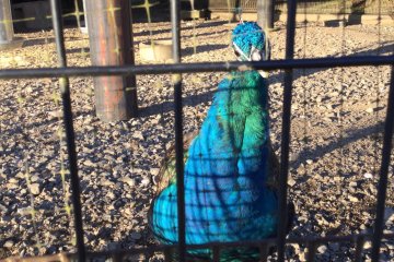 The aviary with peacocks who come to look at you