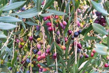 These olives are used to make olive oil