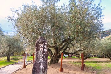 Oldest olive tree in Japan