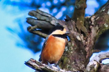 Varied Tit welcoming us with song
