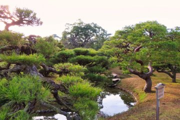 South Garden pine trees