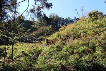 Mountains covered with greenery