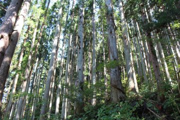 Coniferous mountain forests