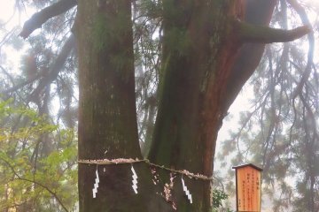 Husband and Wife Tree is 800 years old