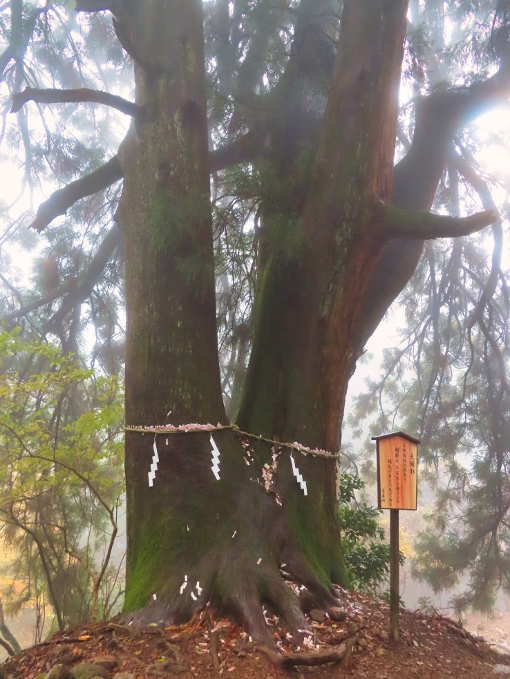 Husband and Wife Tree is 800 years old