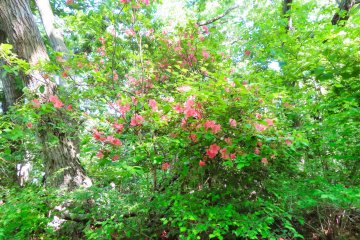 Mountain Azalea