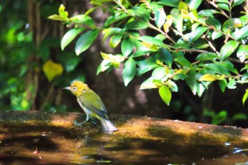 White Eye Bathing