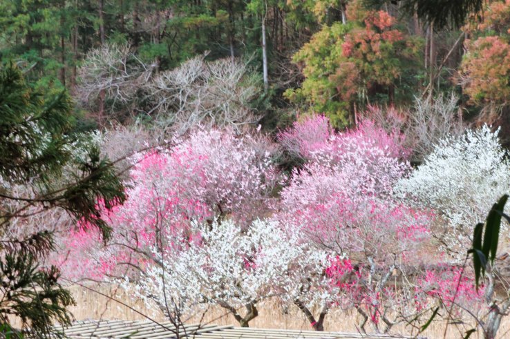 Feb 25th; Ume plum trees in full bloom