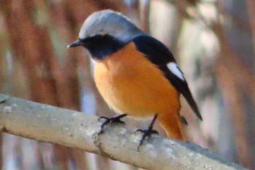 Feb 28th; Maybe a Long Tailed Shrike