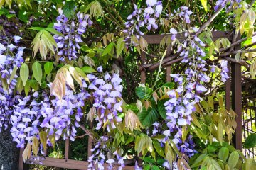 March 11th; Wisteria, Oike Park