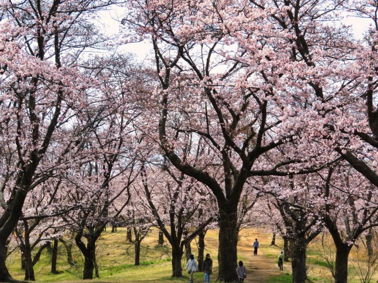 April 6th; Sakura Mountain, Oike Park