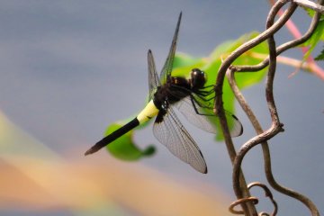 May 31st; Dragon fly, Oike Park