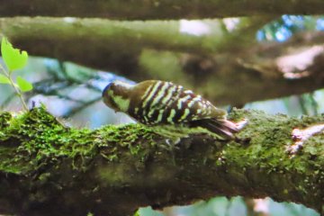 May 31st; Woodpecker, Oike Park
