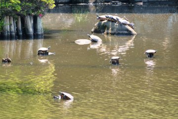 June 20th; Turtles, Oike Pond