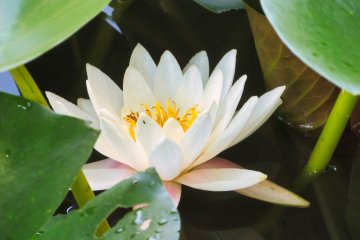 July 12th; Water lily, Oike Park