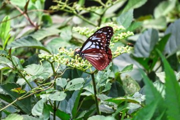 Aug 18th; Butterfly, Oike Park