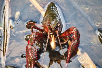 Aug 18th; Crayfish, Oike Park