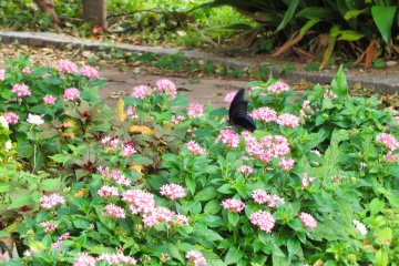 Sept 15th; Butterfly on trail, Oike Park