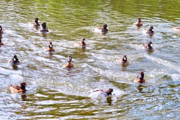 Nov 1st; Migrant ducks