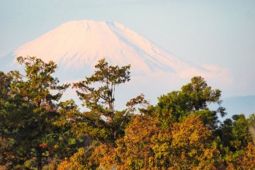 Nov 18th; View of Mt. Fuji from Sakura Mountain