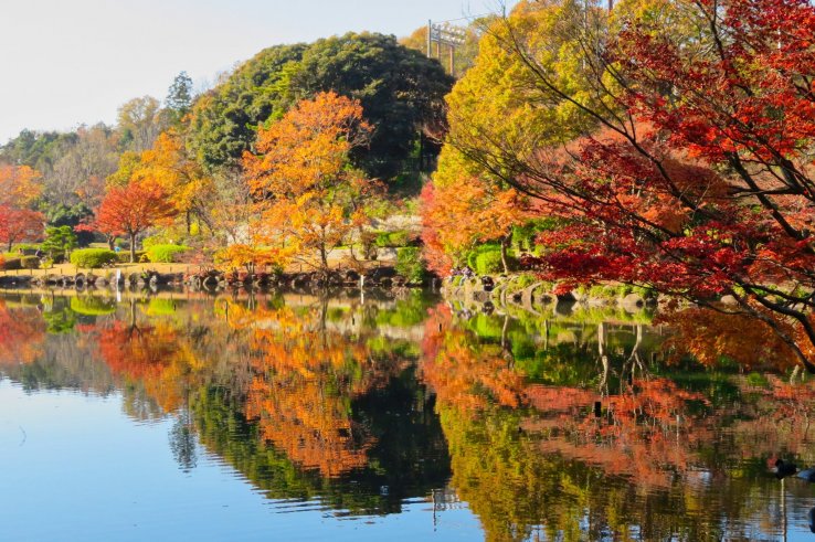 Dec 8th; Fall at Oike Pond