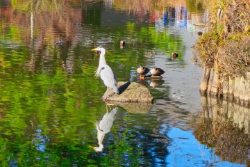 Dec 8th; Heron and ducks, Oike Pond