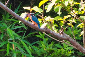 June 6th; Kingfisher enjoying breakfast