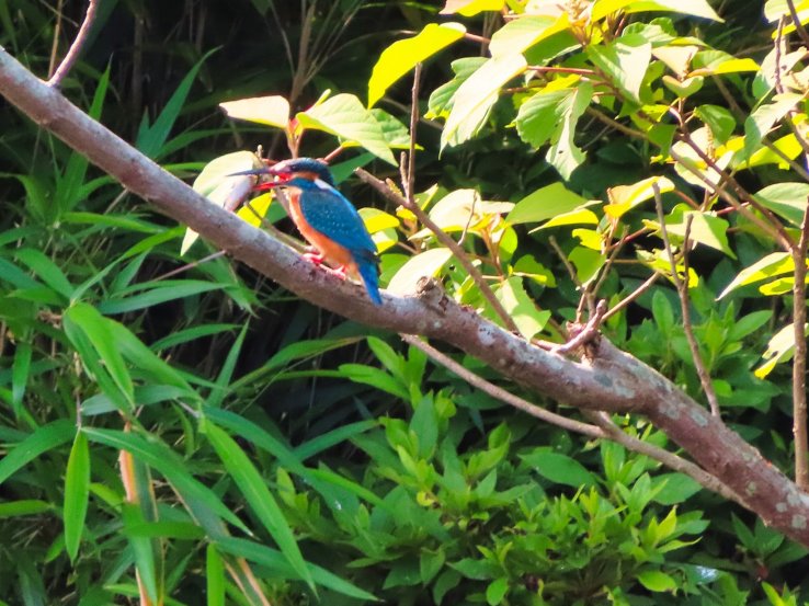 June 6th; Kingfisher enjoying breakfast