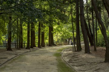 Nagai Botanical Gardens