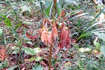 Flora behind the temple