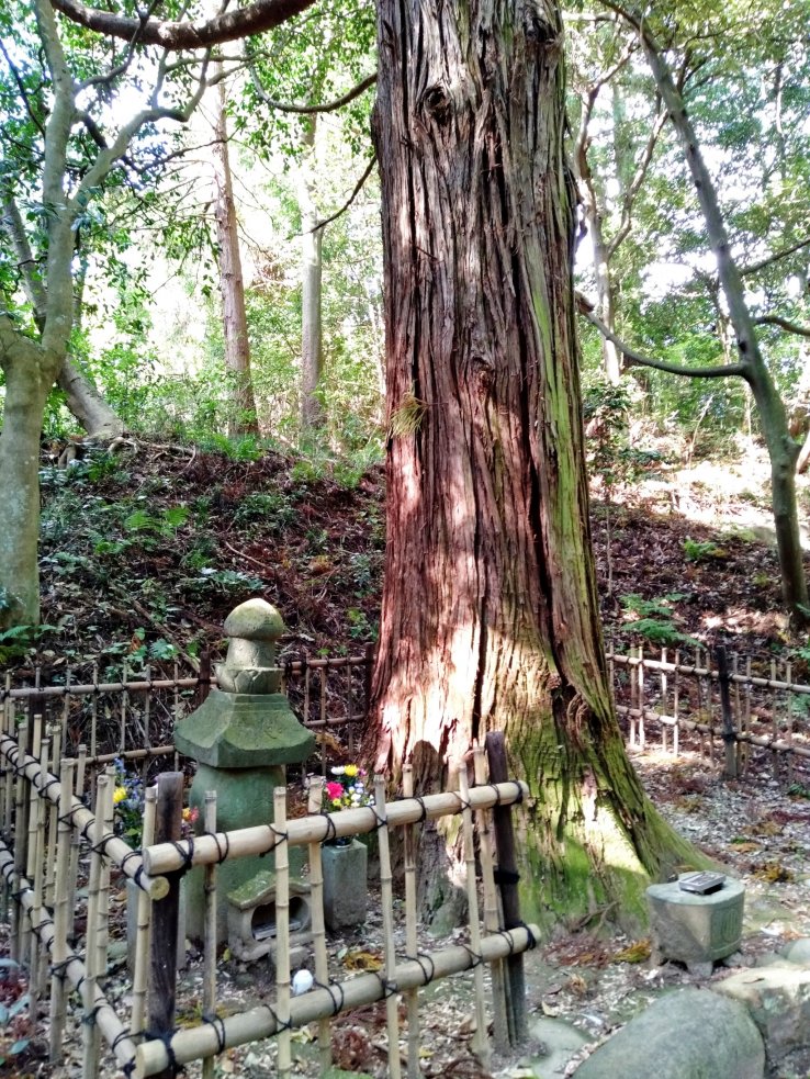 Katakura's grave is marked by a towering cedar tree