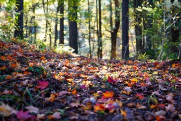 Natural carpet of leaves courtesy of Mother Nature