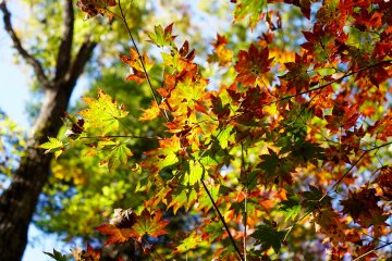 A battle of red and green on each and every leaf
